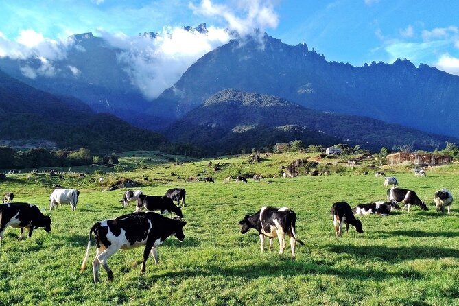 Private Desa Dairy Farm, Kinabalu National Park, Hot Spring & Canopy Walk Tour - A village stop at Bombon Kg. Marakau