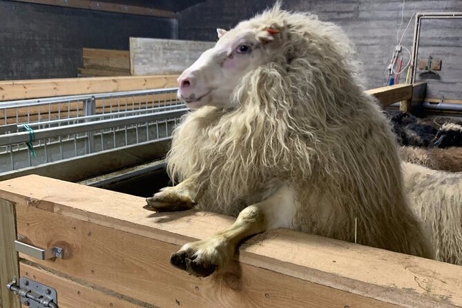 Private Farm Visit & Silver Circle Day Tour in West Iceland - Timing, pickup, and practical comfort