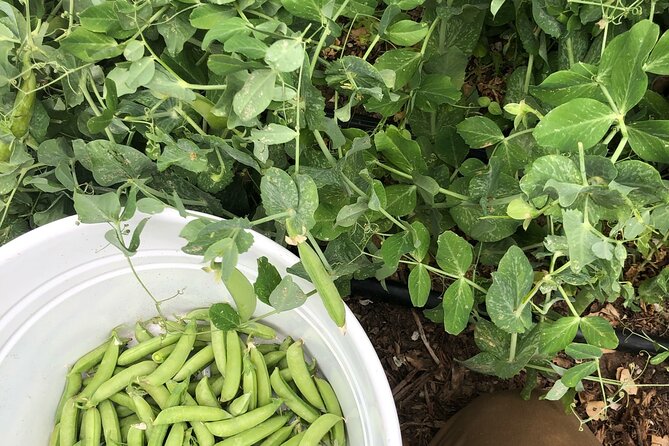 Private Farm Workshop in Napa Valley - A private lesson shaped around your own garden