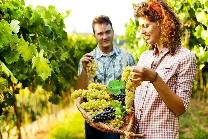 Private Grape stomping at Chianti Farmhouse - A private visit to a working family farm