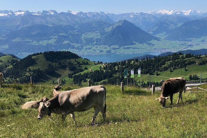 Private Guided Hike on Mt. Rigi with Farm Visit and BBQ - The farm visit and Alpine animals