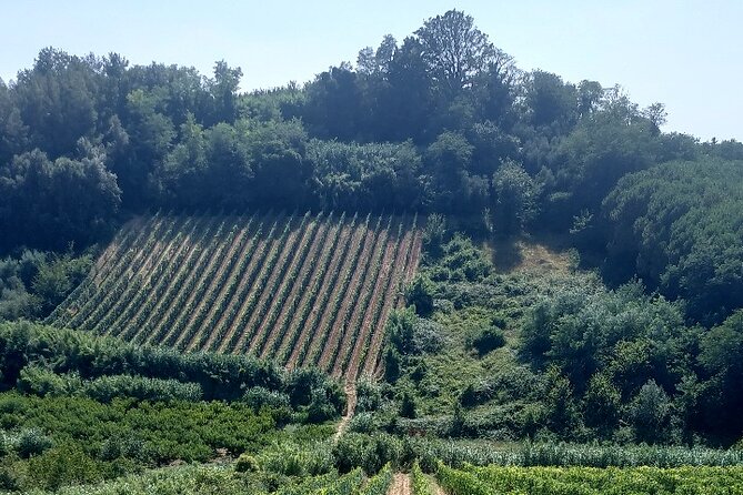 Private Guided Tour to Pisa and local Wine Farm from Livorno port - The guides and the private format