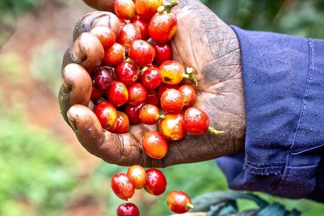 Private Half-Day Tour in Fairview Coffee Farm from Nairobi - Why Fairview makes a good short outing from Nairobi