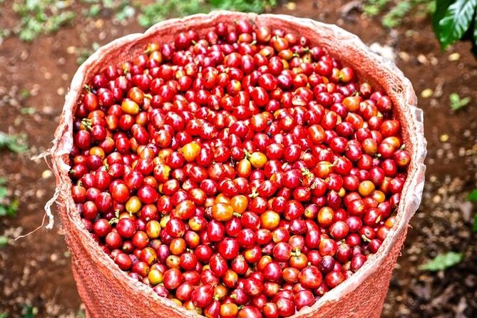 Private Half-Day Tour in Fairview Coffee Farm from Nairobi - From nursery to plantation: seeing the early work