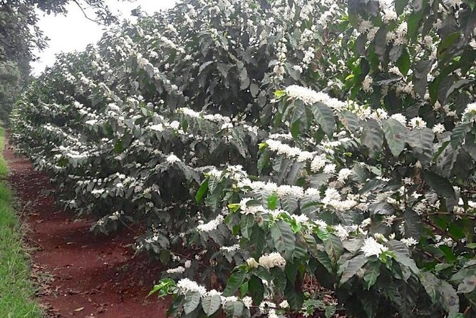Private Half-Day Tour in Fairview Coffee Farm from Nairobi - Who will enjoy this coffee farm visit most