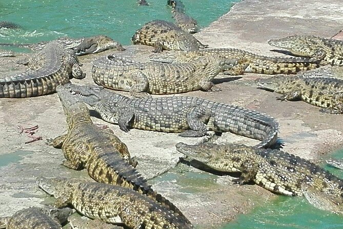 Private Le Cape Animal Farms Full Day Tour - Key points before you book