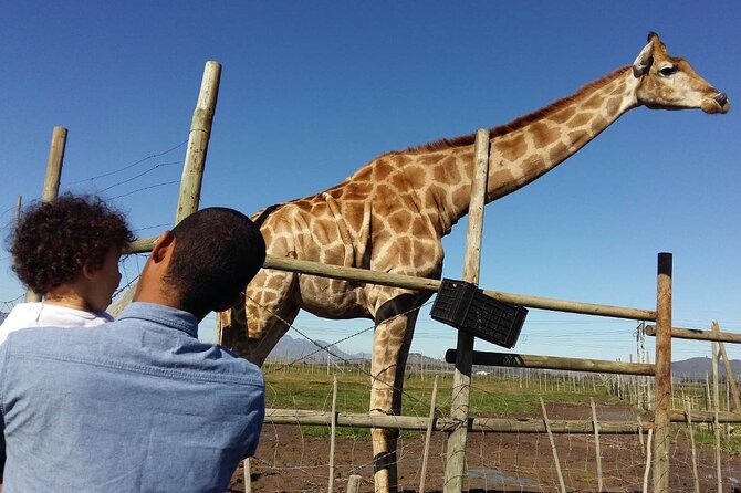 Private Le Cape Animal Farms Full Day Tour - Why this makes a practical Cape Town day trip