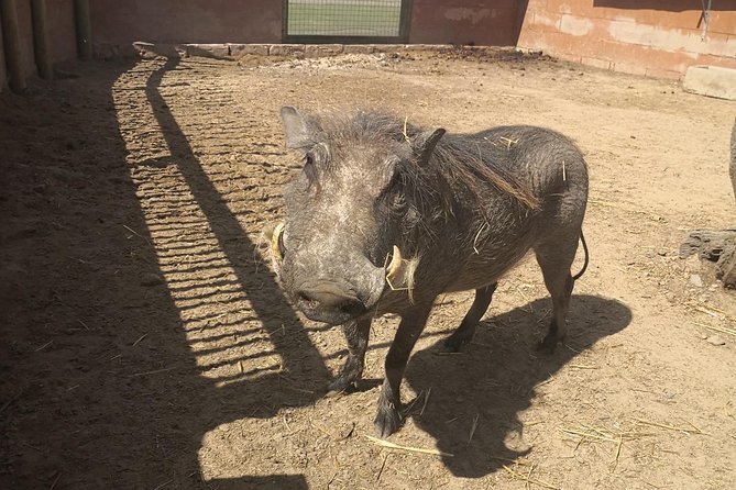 Private Le Cape Animal Farms Full Day Tour - Drakenstein Lion Park and animal welfare