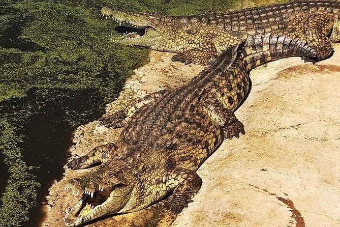 Private Le Cape Animal Farms Full Day Tour - Le Bonheur’s Nile crocodiles, skins, and breeding work