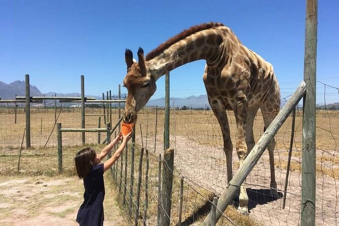 Private Le Cape Animal Farms Full Day Tour - Alpacas, coffee, and weaving at The Alpaca Loom
