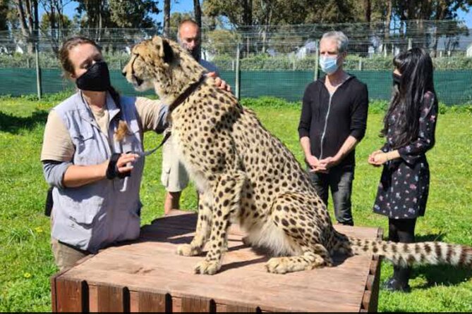 Private Le Cape Animal Farms Full Day Tour - What the $182.31 price really covers