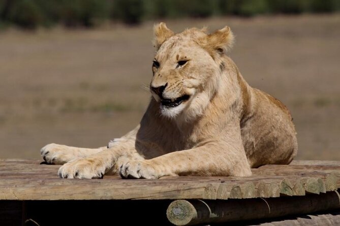 Private Le Cape Animal Farms Full Day Tour - The guide can make or break the day