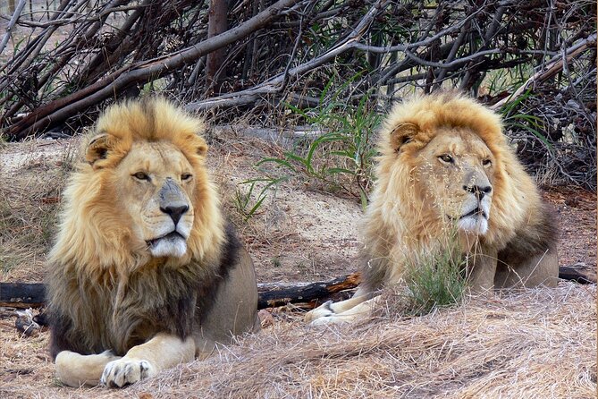 Private Le Cape Animal Farms Full Day Tour - Giraffe House and the appeal of close-up access
