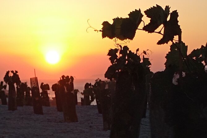 Private Olive Oil tasting & Liqueur experience - Tasting raisin liqueurs and organic farm treats