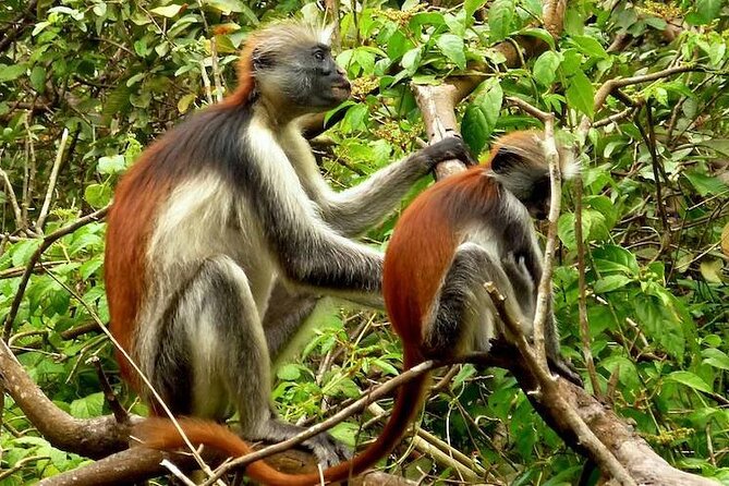 Private Stone Town & Spice Farm Tour - Jozani Forest and the red colobus monkeys