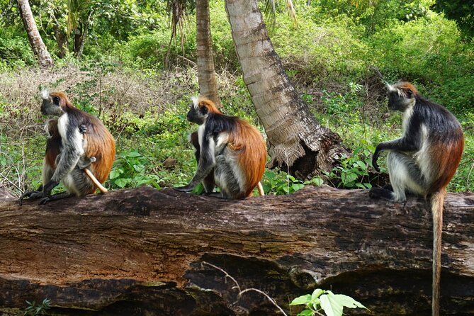 Private Stone Town & Spice Farm Tour - Who should choose this tour?