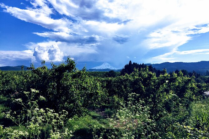 Private Tour at The Hood-Columbia Loop: Timberline, Orchards, and Waterfalls - An hour in Hood River for lunch and river-town life