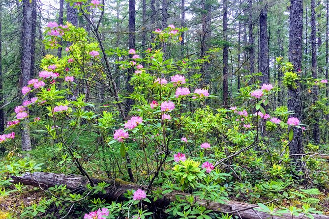 Private Tour at The Hood-Columbia Loop: Timberline, Orchards, and Waterfalls - Rowena Crest and the wide eastern Gorge