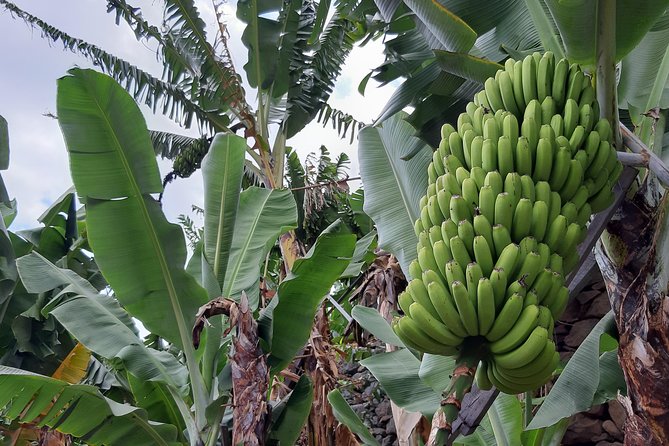 Private Tour of Banana Farm from Funchal - Key Things To Know Before You Book