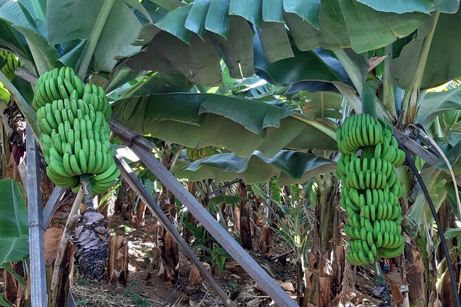 Private Tour of Banana Farm from Funchal - What This Funchal Banana Tour Is Really About