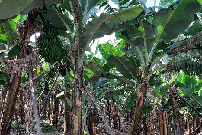 Private Tour of Banana Farm from Funchal - The Extra Stop With Panoramic Funchal Views