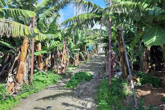 Private Tour of Banana Farm from Funchal - Why the Private Format Can Be Worth $80.98