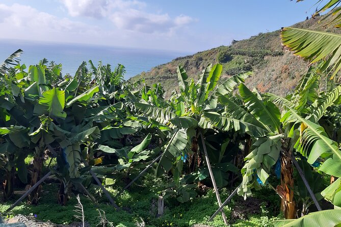 Private Tour of Banana Farm from Funchal - Walking, Weather, and Practical Comfort