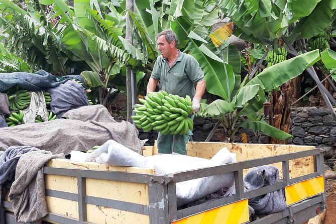 Private Tour of Banana Farm from Funchal - Who Will Like This Experience Most