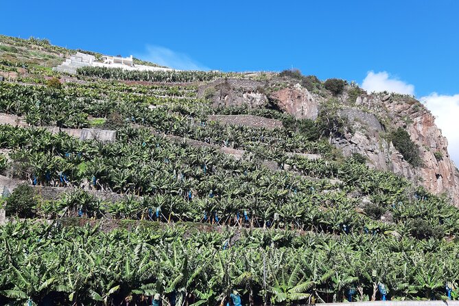 Private Tour of Banana Farm from Funchal - Booking Advice for a Smoother Visit