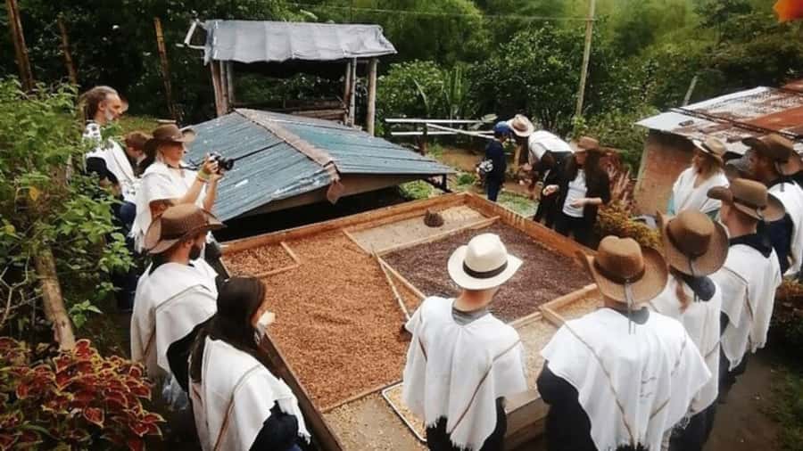 Private Tour to Coffee Farm (farm of your choice) - Choosing the right coffee farm