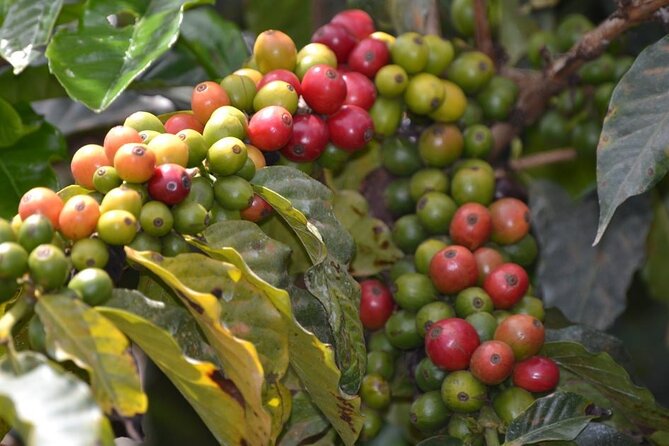 Private Tour to Fairview Coffee Farm in Nairobi with Pickup - Key points about the Fairview Coffee Farm visit