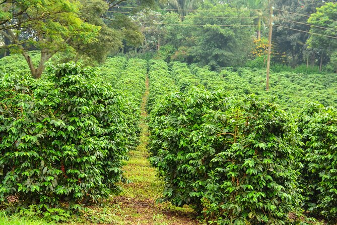 Private Tour to Fairview Coffee Farm in Nairobi with Pickup - Why Fairview works well as a Nairobi half-day