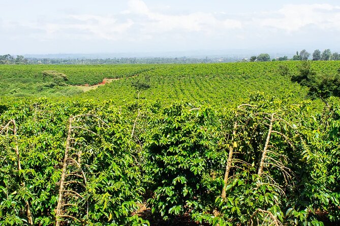 Private Tour to Fairview Coffee Farm in Nairobi with Pickup - Inside the coffee factory