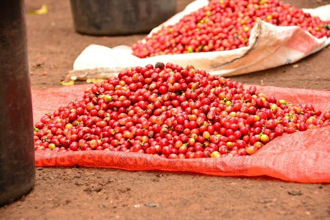 Private Tour to Fairview Coffee Farm in Nairobi with Pickup - Seeing roasting at the coffee lab