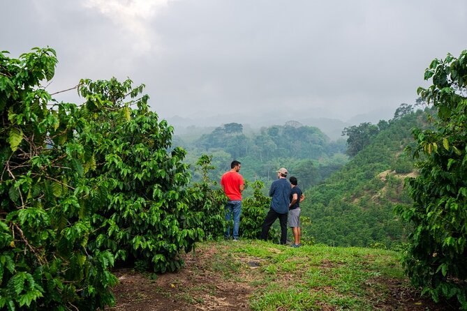 Private Tour to Fairview Coffee Farm in Nairobi with Pickup - Arriving at Fairview Coffee Estate