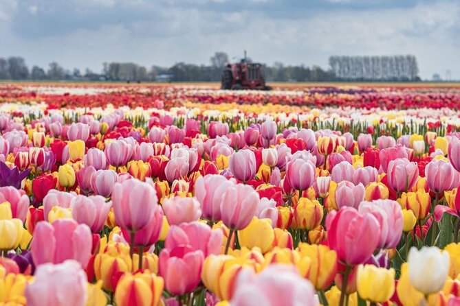 Private Tour to Tulips, Keukenhof, Windmills & Cheese Farm - Five things to know before booking