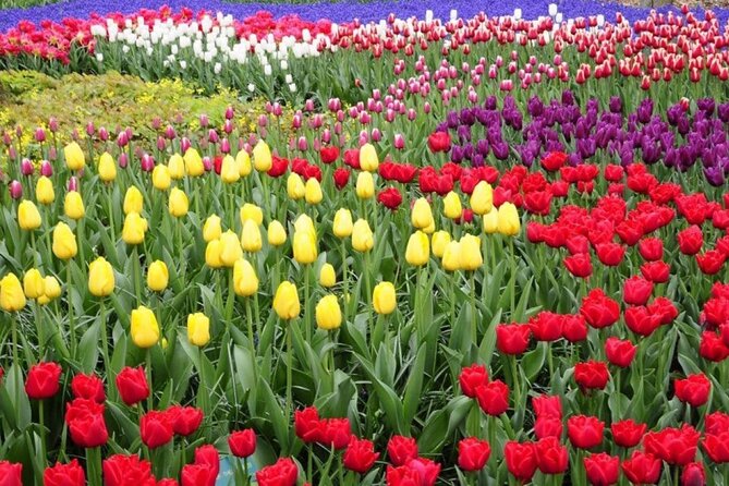 Private Tour to Tulips, Keukenhof, Windmills & Cheese Farm - Why this day trip works from Amsterdam