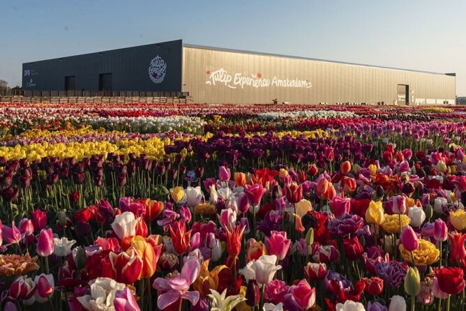 Private Tour to Tulips, Keukenhof, Windmills & Cheese Farm - Jacobs Hoeve Cheese Farm: Gouda with a tasting at the end