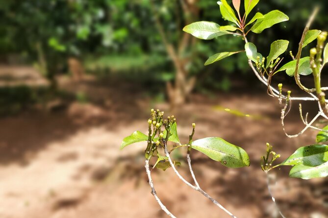 Private Tour Zanzibar Unique Stone Town with spice Farm Plantations - Is $61 good value?