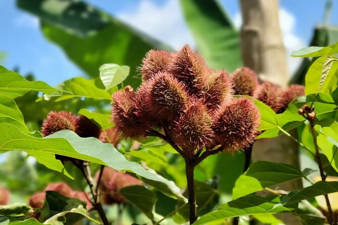 Private Tour Zanzibar Unique Stone Town with spice Farm Plantations - Timing the tour around your Zanzibar plans