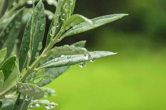 Private Traditional Olive Grove and Dragon Fruit Farm Tour - What you see among the olive trees