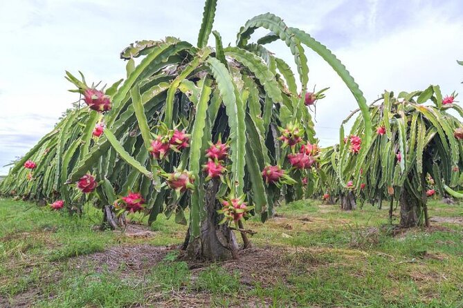 Private Traditional Olive Grove and Dragon Fruit Farm Tour - Alex and the family welcome