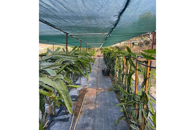 Private Traditional Olive Grove and Dragon Fruit Farm Tour - A terrace with Cretan hill views