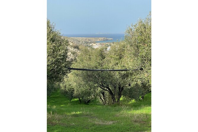 Private Traditional Olive Grove and Dragon Fruit Farm Tour - How much time to allow