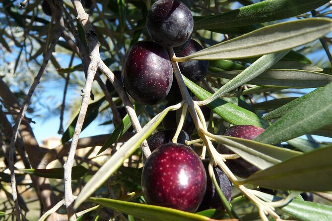 Private Traditional Olive Grove and Dragon Fruit Farm Tour - Dragon fruit in a Cretan setting