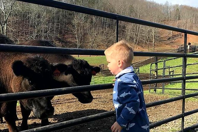 Private Walking Tour of a Real Working Cattle Ranch - Arriving at a Working Ranch in Hayesville
