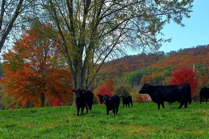 Private Walking Tour of a Real Working Cattle Ranch - When to Go and What to Expect