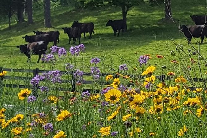 Private Walking Tour of a Real Working Cattle Ranch - Is This a Good Family Activity?