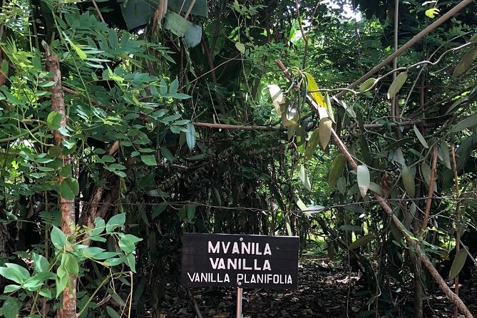 Private Zanzibar Spice Farm Tour - Village houses and a closer look at local life