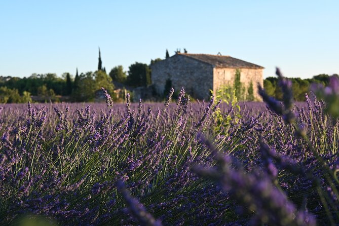 Provençal Morning Farmers Market & Food Discovery Tour - Benjamin Reilly’s role as a local guide